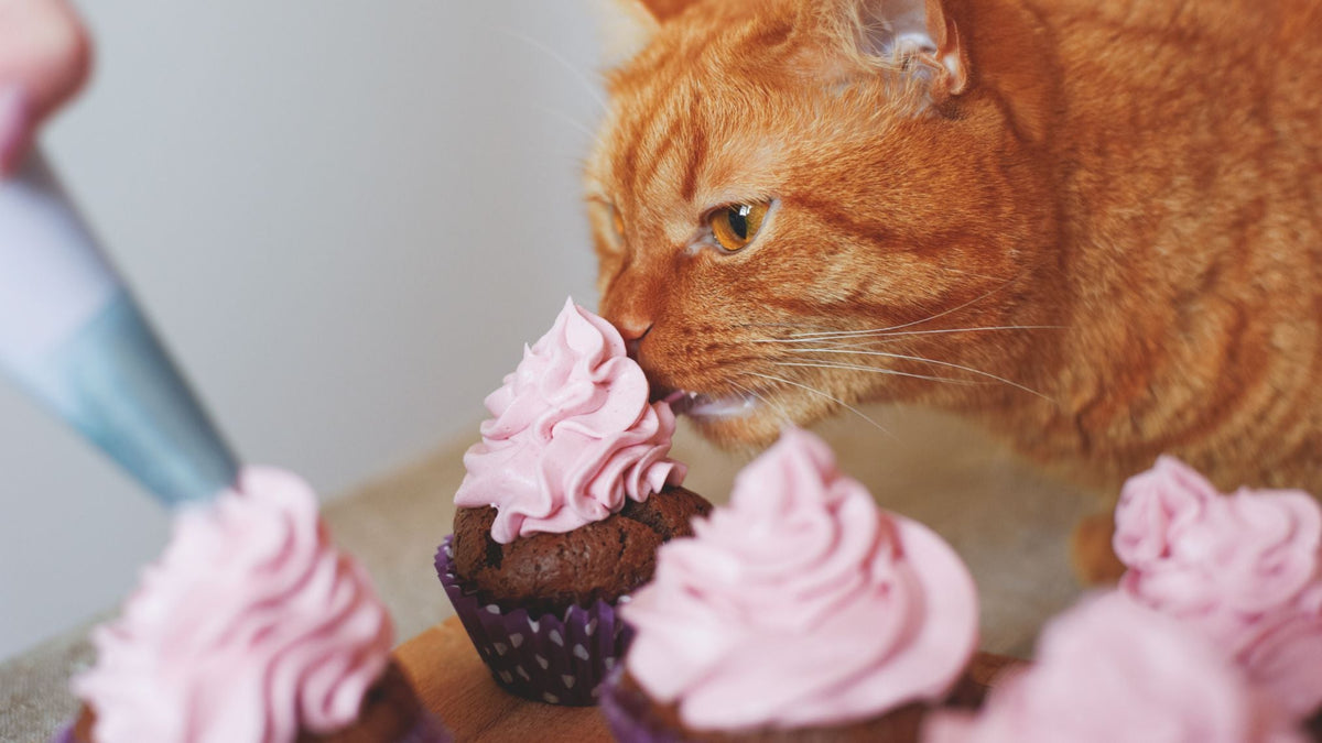 cat licking frosting