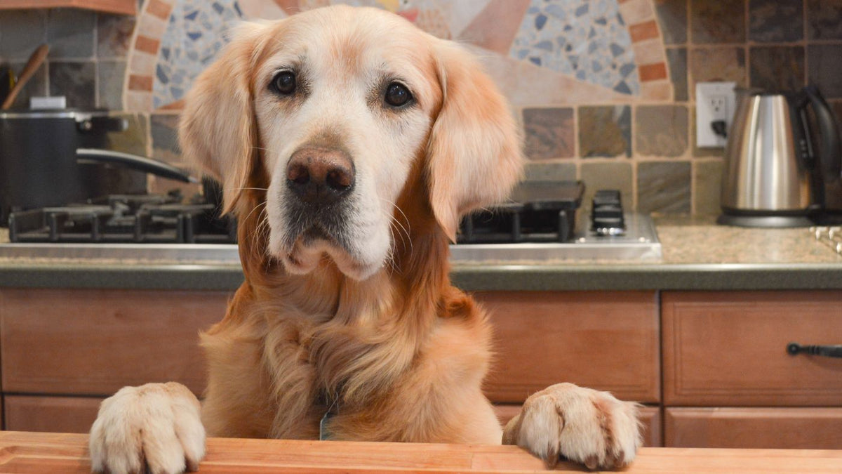 dog in kitchen