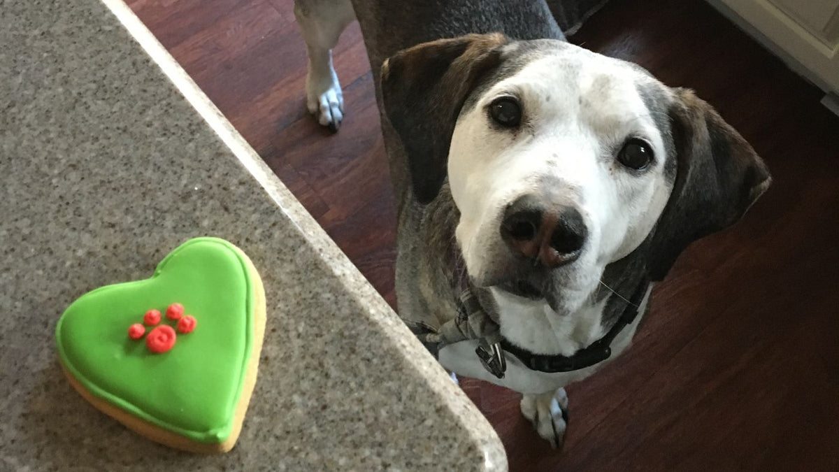dog with treat