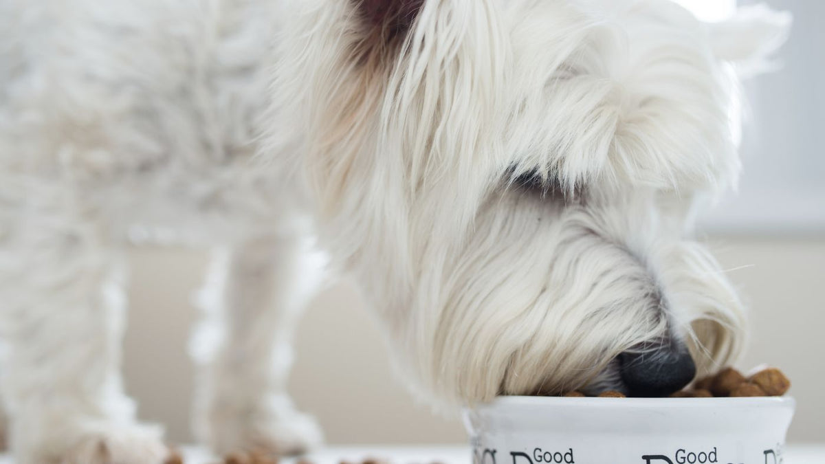 dog eating