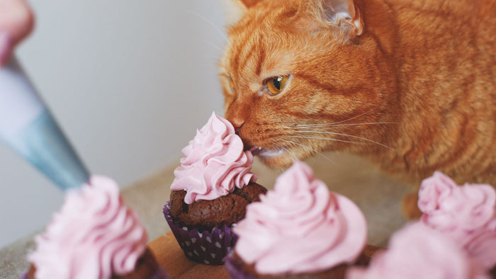 cat licking frosting