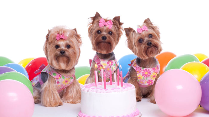dog birthday party
