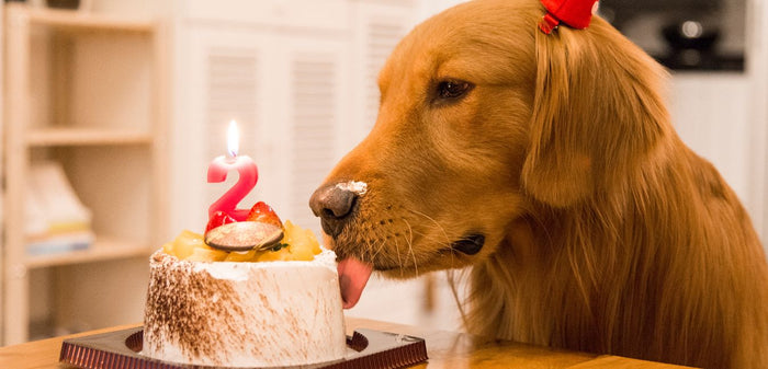 dog eating birthday cake