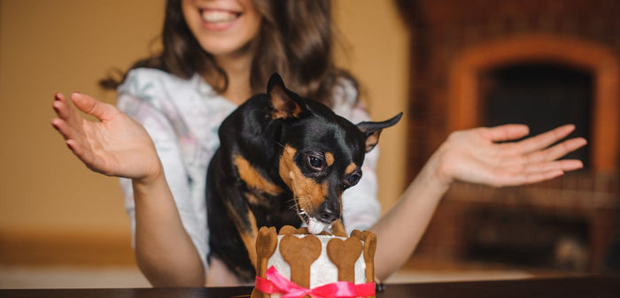 dog licking cake