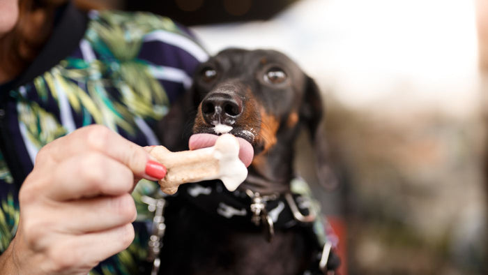 dog licking treat