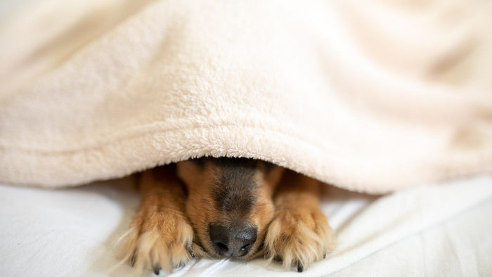 dog under blanket